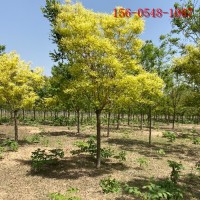华荣苗木庭院种植观赏树15公分金枝槐