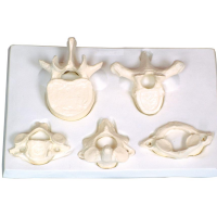 KAY-L1032环、枢、颈、胸、腰椎模型 人体解剖医学模型
