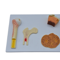 KAY-A281骨结构模型 医学教学模型 人体骨骼解剖模型
